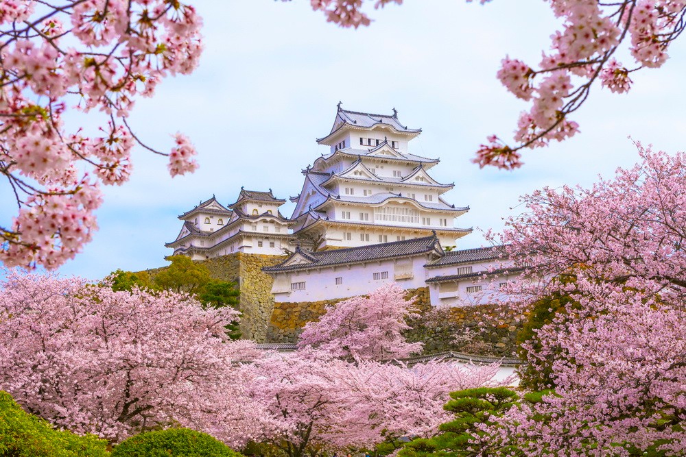 Япония : вечно прекрасная сакура