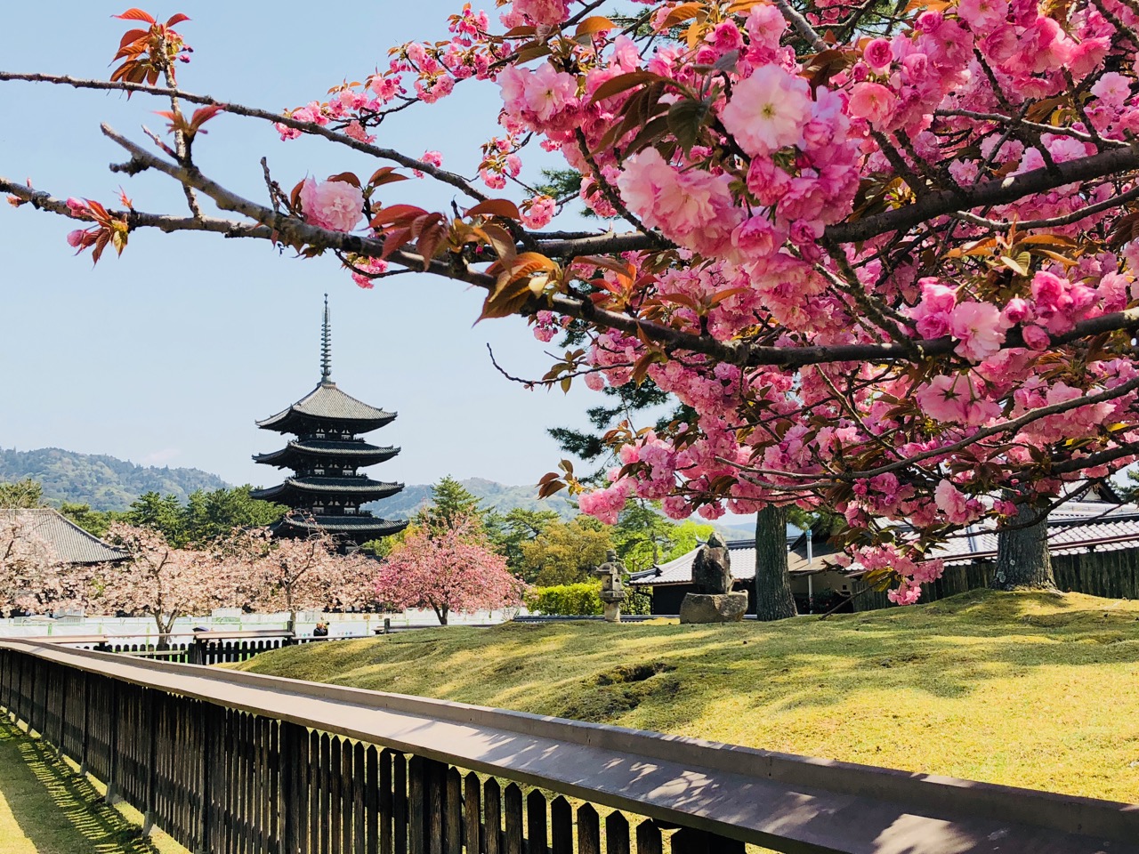 Японии в апреле: цветение глицинии