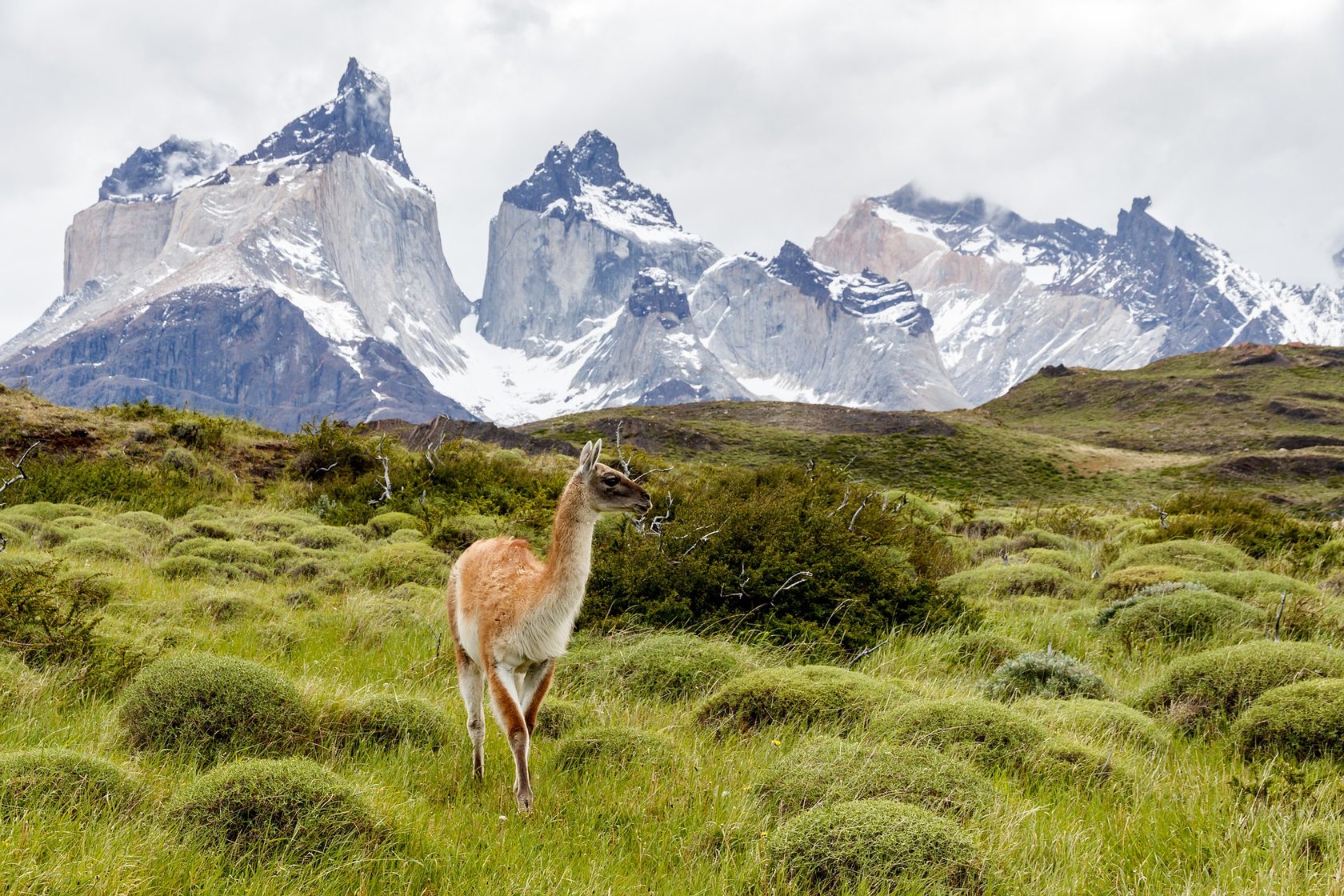 Национальный парк Торрес-дель-Пайне (Чили) фауна