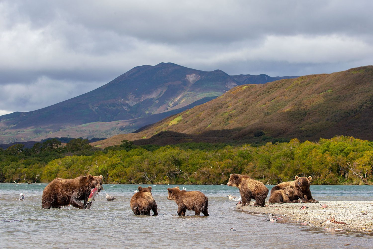 Обучающий курс Камчатка: вулканы, медведи, рыба - изучайте уникальный природный мир Камчатки