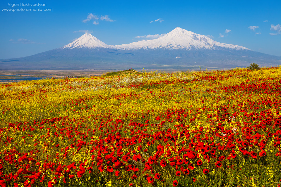 Armenia ru. Араратская Долина Армения. Гора Арарат. Природа Армении Арарат. Армения гора Арарат маки.