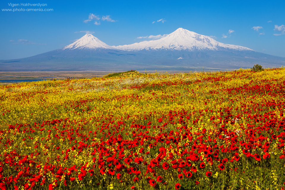 Мак армянский фото