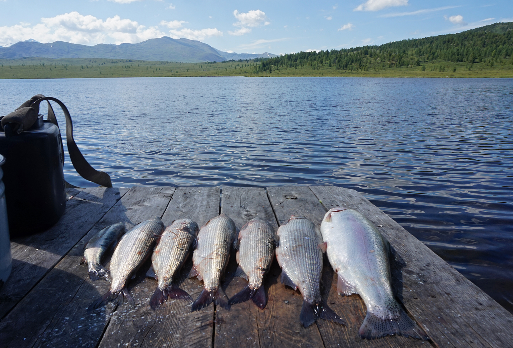 Сайт рыбаков алтайских рыбалка. Рыбалка на Алтае. Озеро Рыбное. Озерное рыболовство. Рыбалка в Республике Алтай.