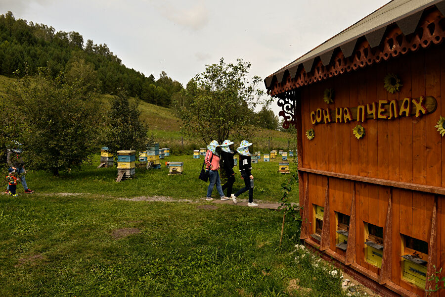 Пасека шишкиных