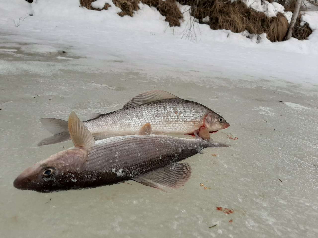 Зимняя рыбалка на хариуса в респ. Коми : Урал, Коми (Рыбалка) тур по цене  от 57 000 ₽ · YouTravel.Me