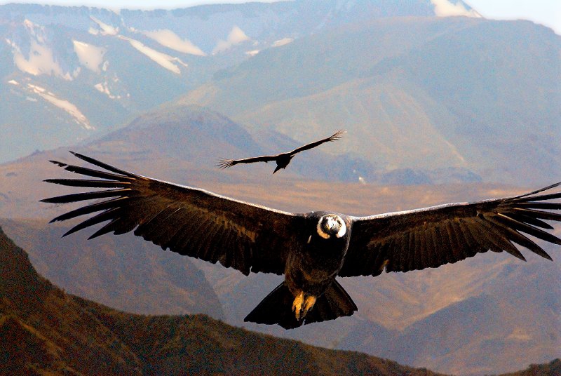 Гриф птица фото размах крыльев